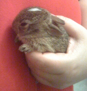 Baby Bunny being held and cuddled against me (Apologies for the bad photo. It was taken with Hubby's iPhone.)